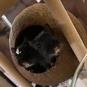 Meet your Posher, Carmen